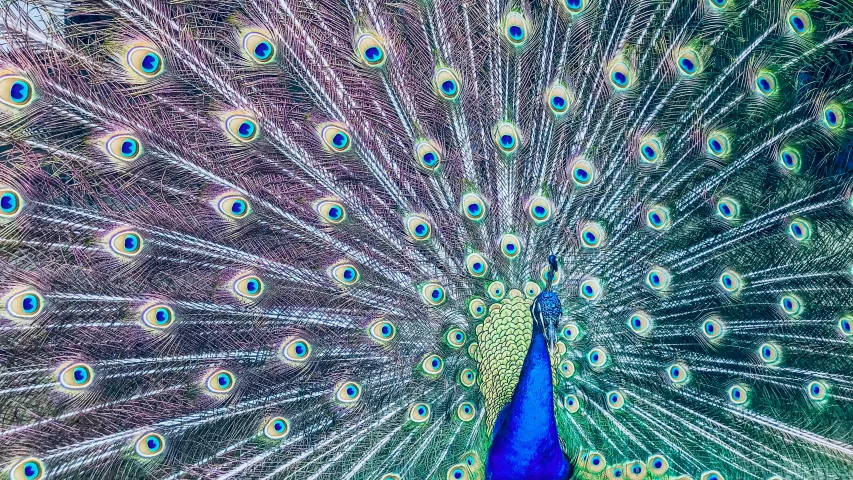 a peacock with feathers full of blue feathers