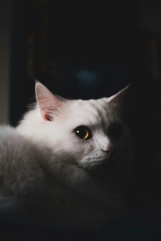 white cat with yellow eyes laying down