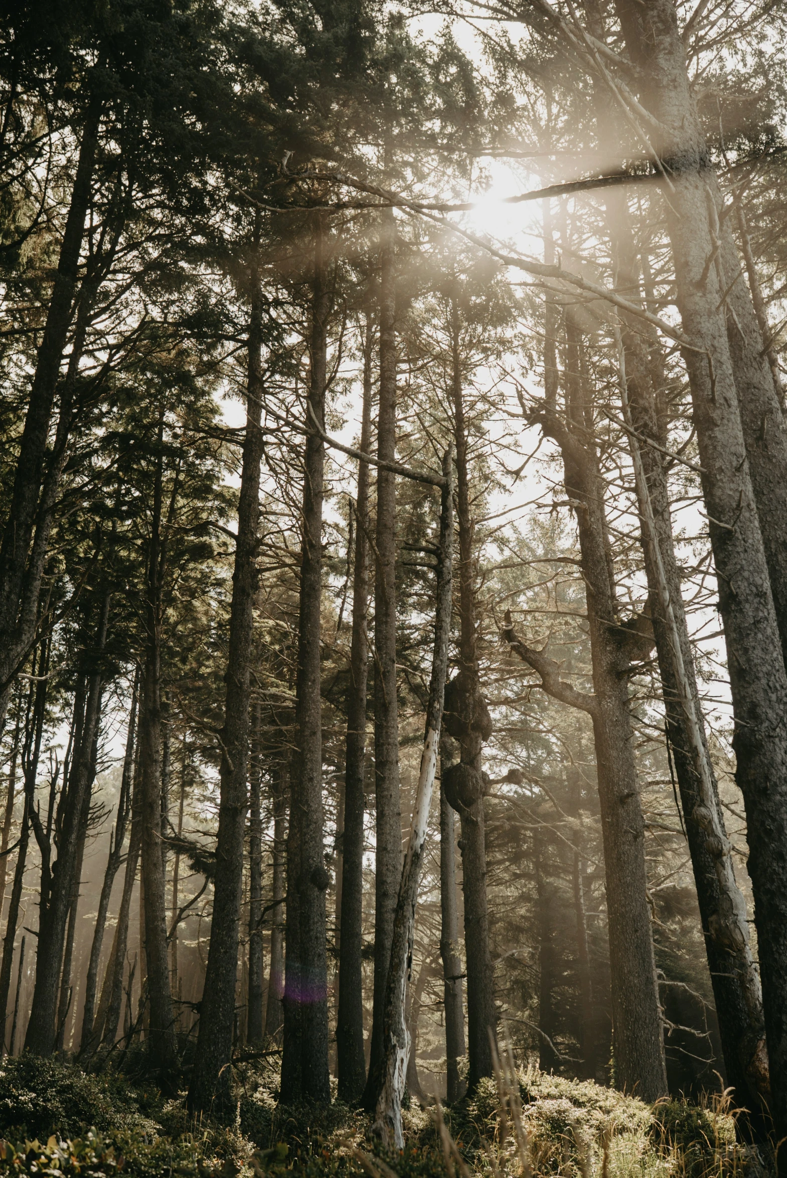 sun shining through the tall trees in the forest