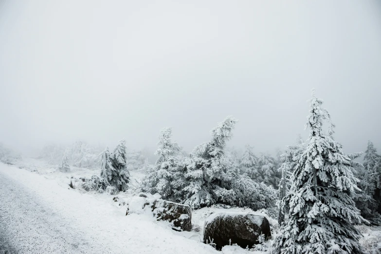 snow covered trees on a trail along the side of a hill