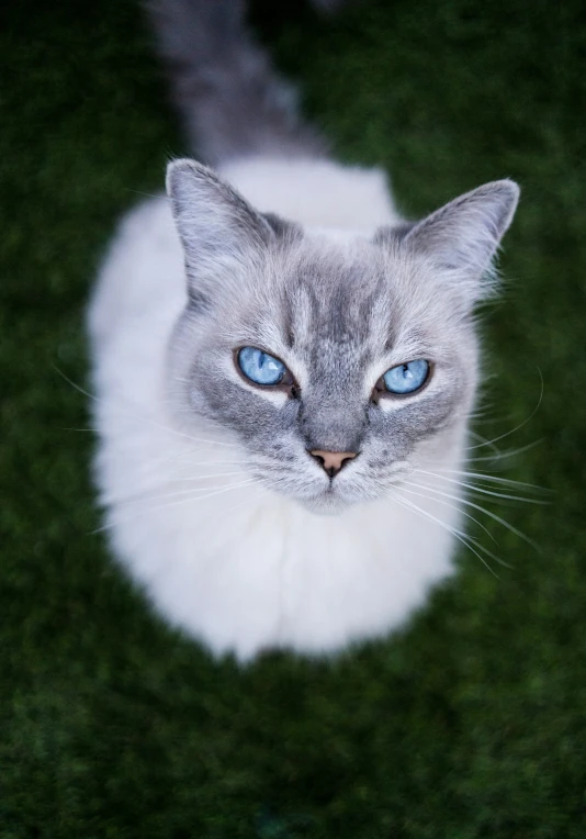 a cat with blue eyes looking up at soing