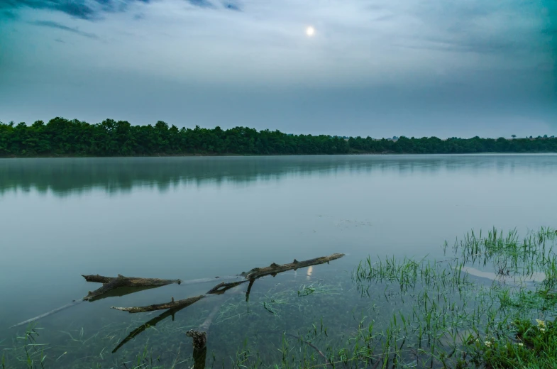 two logs floating in the middle of a lake