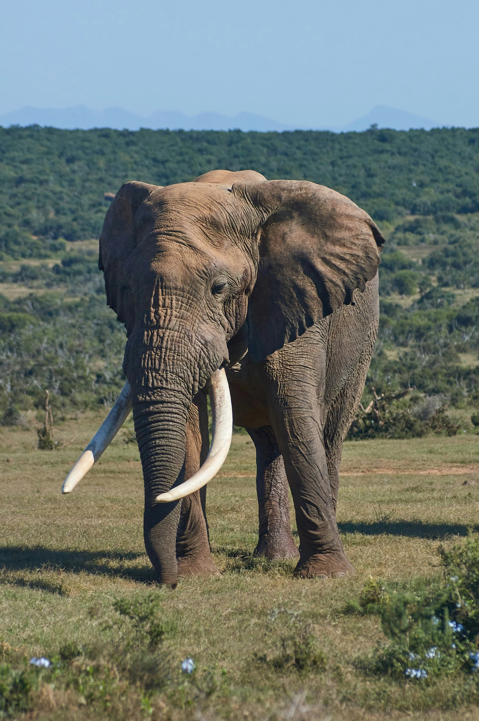 the elephant is standing in the grass by itself