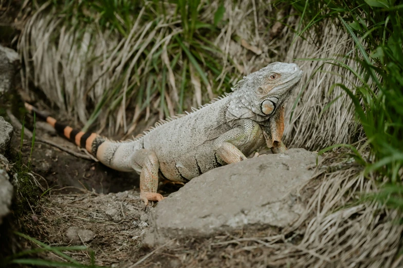 an iguana sitting on a rock near a bunch of plants