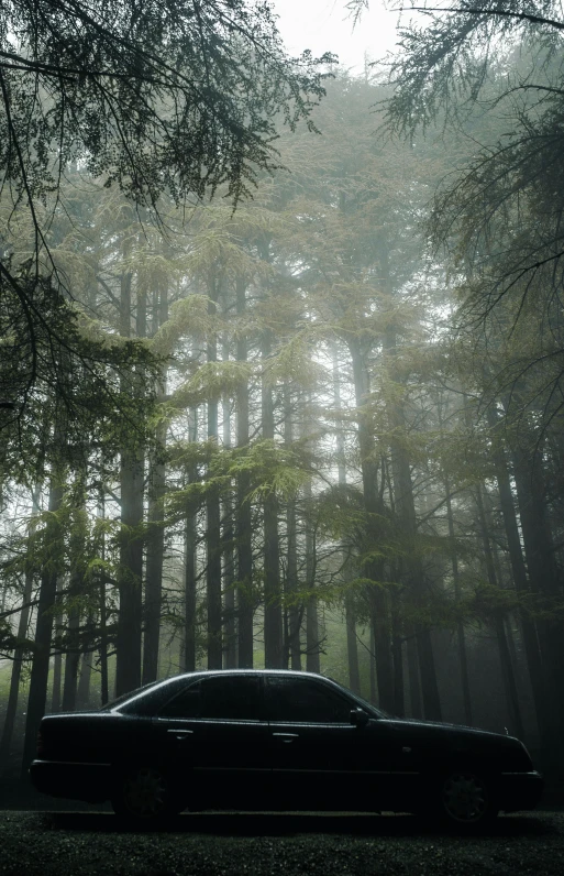 a car driving down a forest covered in fog