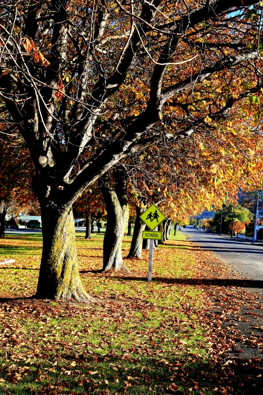 a park bench sits in the leaves of a maple tree