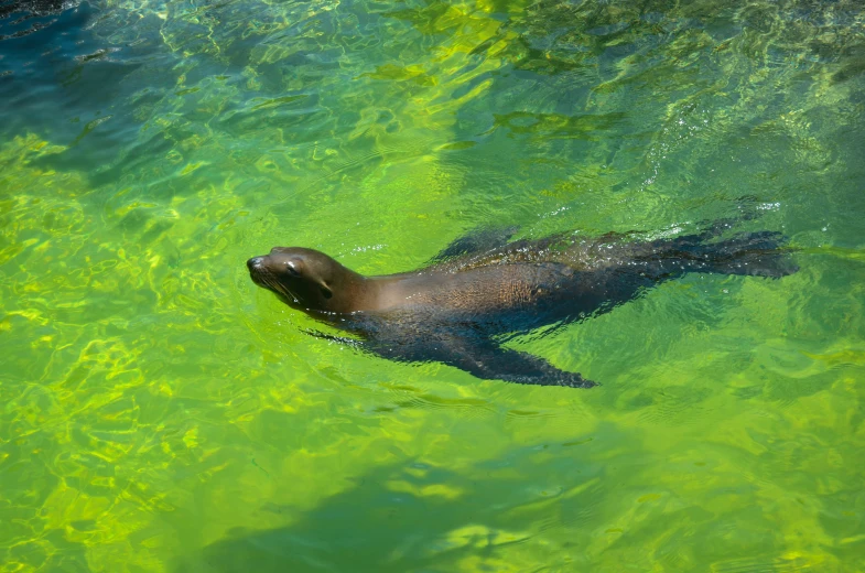 a gray seal floating in green water in the daytime