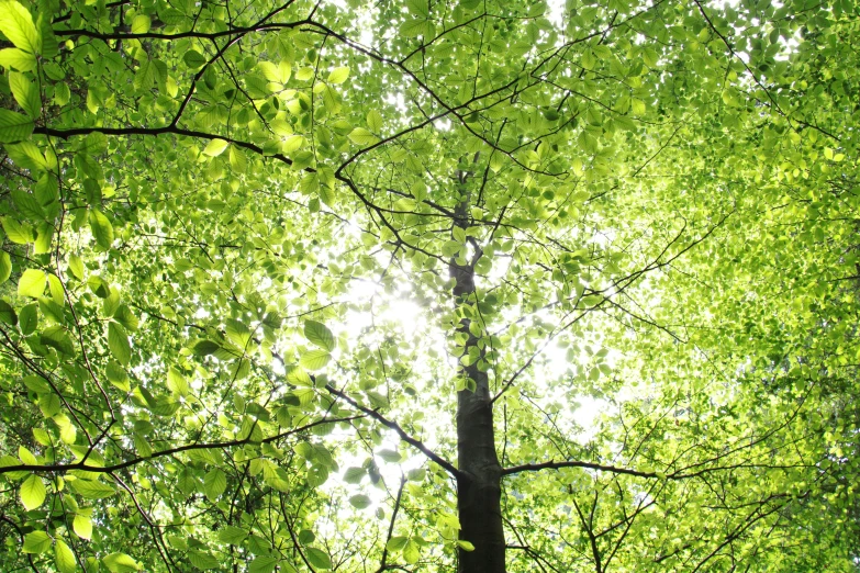 sunbeams seen through green trees with sunlight coming through them