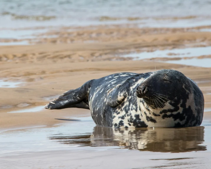 an elephant laying down in the water on a beach