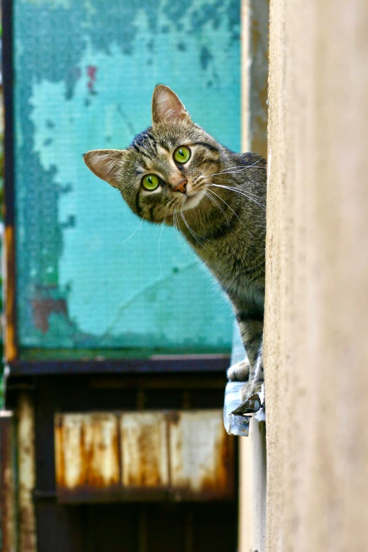 a tabby cat stares at the camera through an opening in a wall