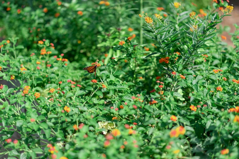 there is a field of plants and an orange flower in the middle