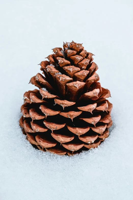 this is a pine cone that is in the snow