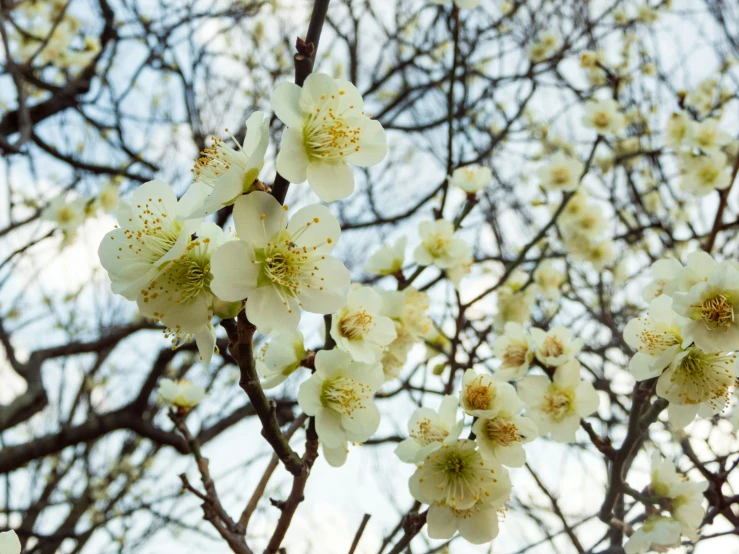 white flowers on a tree are seen from below