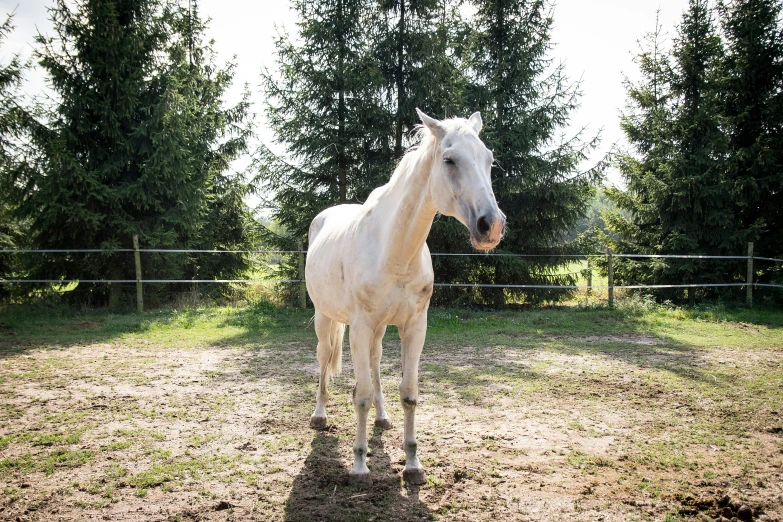 a horse standing in an open field beside a fence