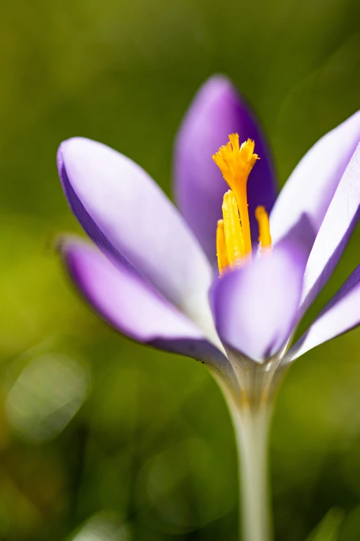 an extreme closeup s of a purple and yellow flower