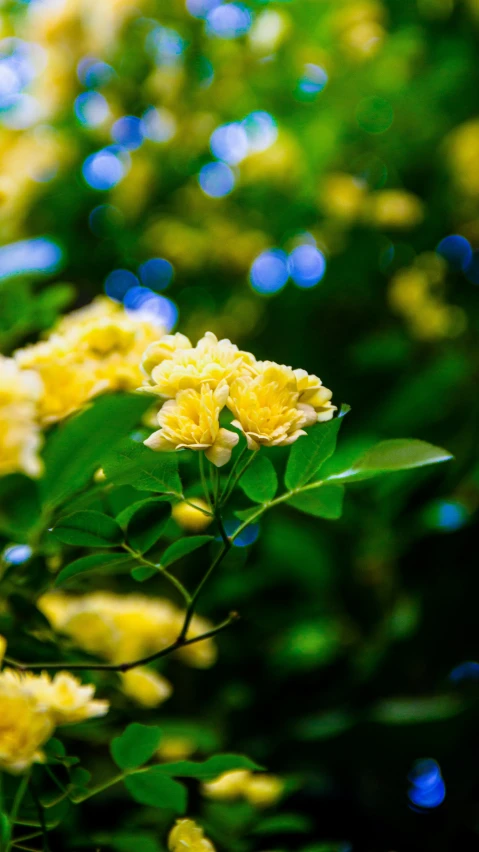 yellow flowers growing in a garden