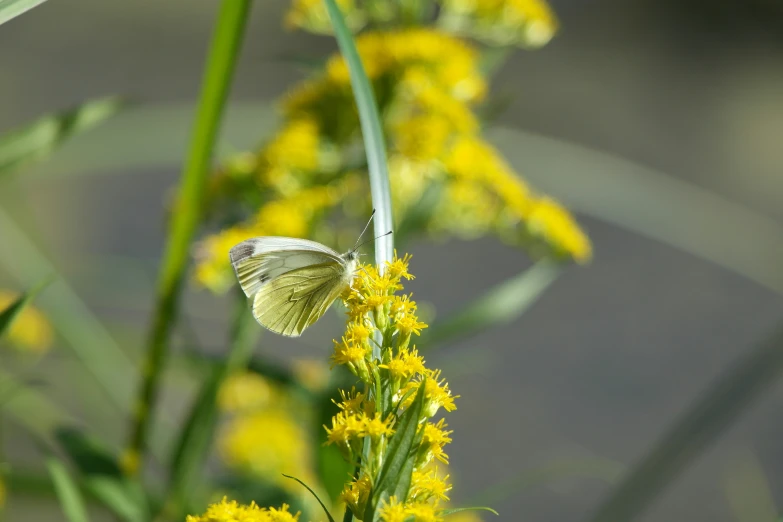 a small white erfly on yellow flowers