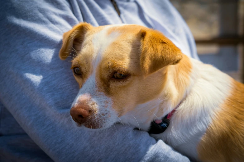 a brown and white dog resting his head on a persons arm
