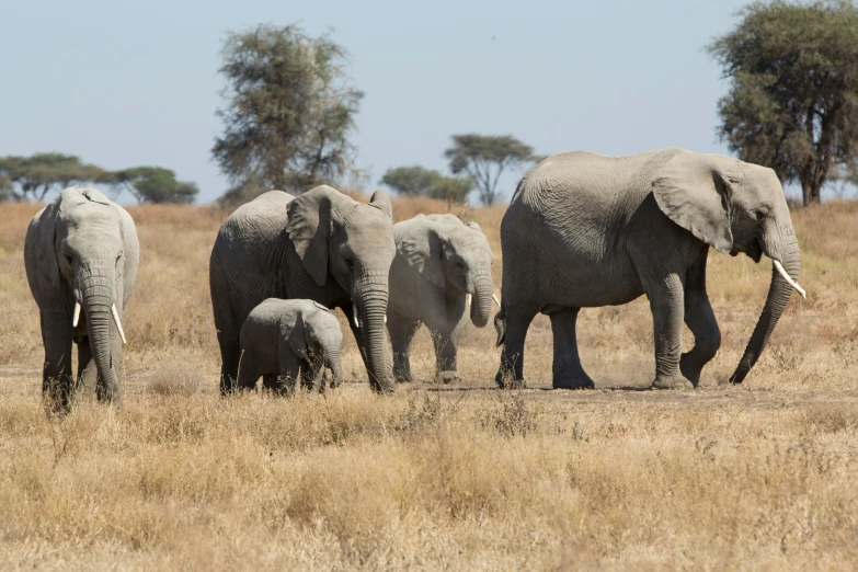 a herd of elephants walking across an open field