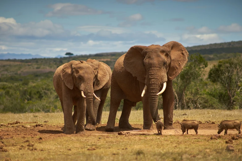 an elephant is standing next to another elephant