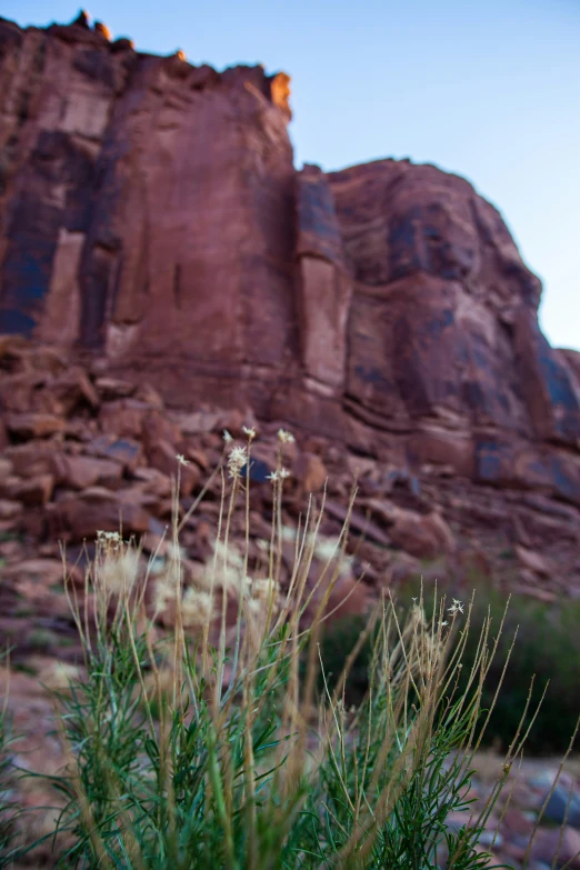 some small white flowers next to a large rock