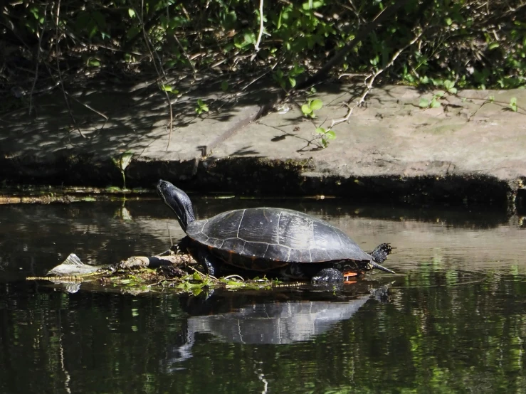 an image of a turtle on the water