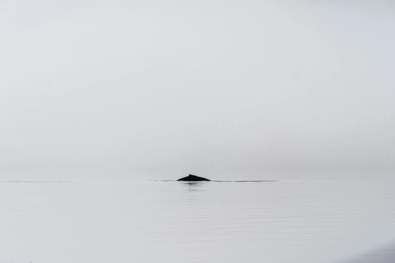 a body of water with an animal sitting on it