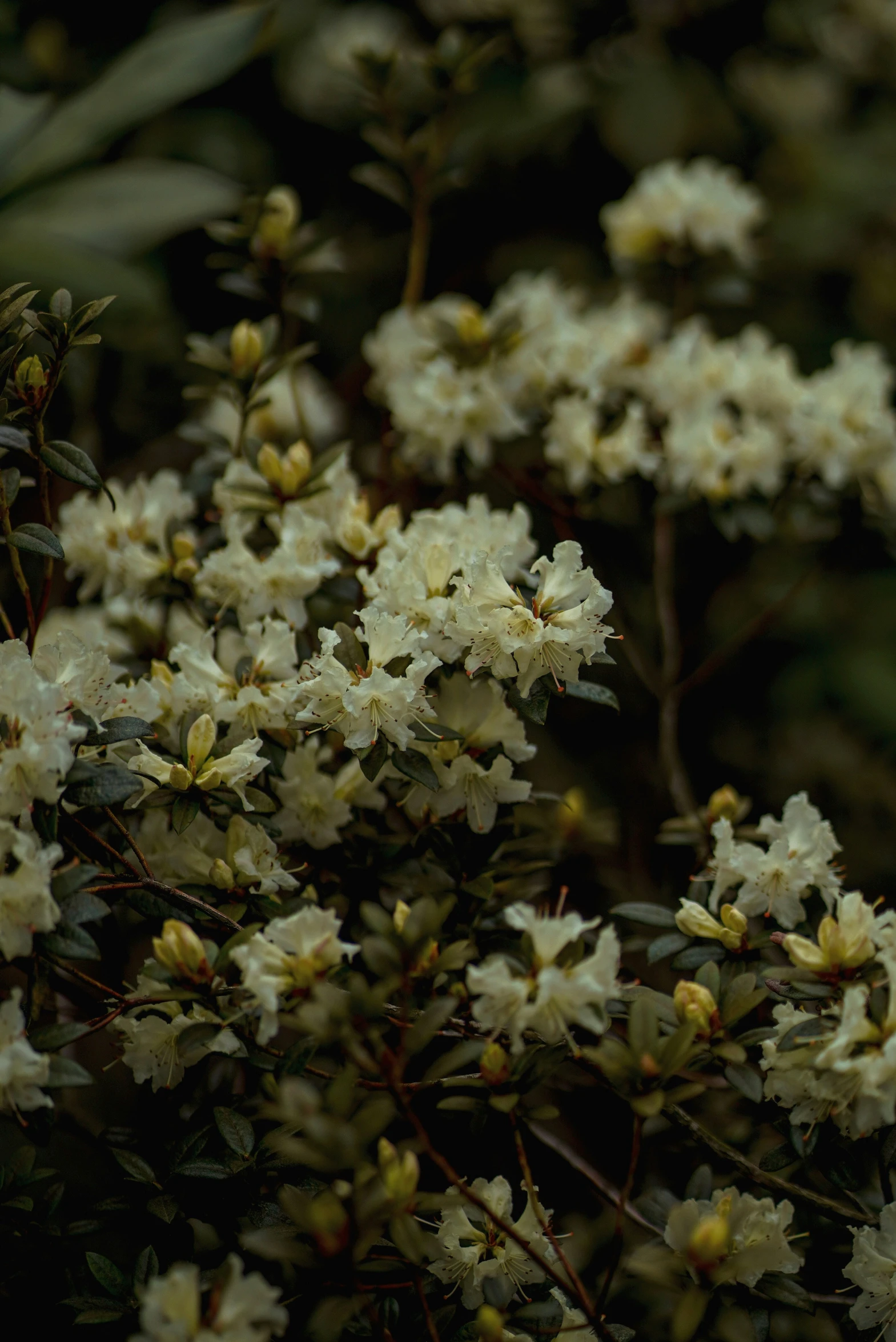 flowers are blooming very high on a tree