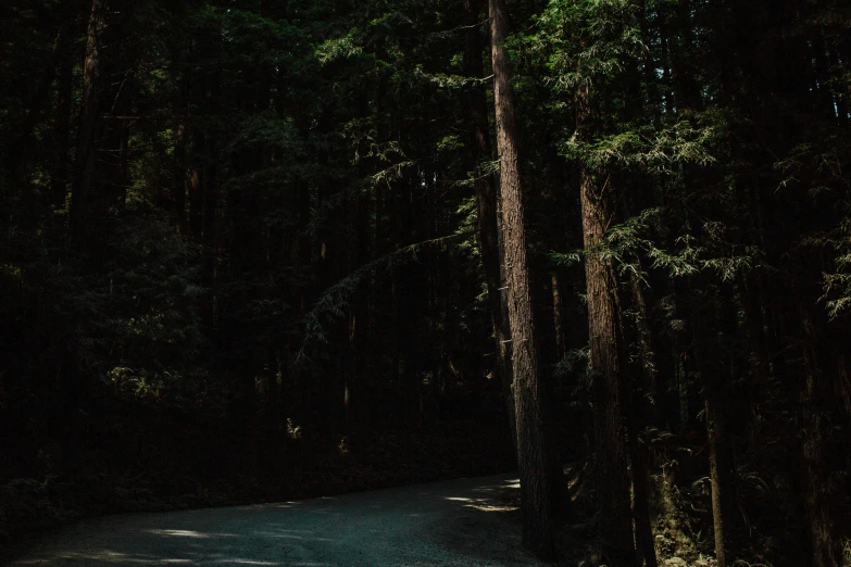 a tree - lined road leading into the forest