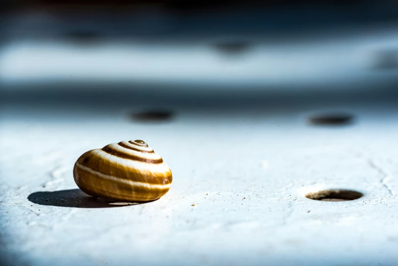 a shell sitting on the side of a white wall