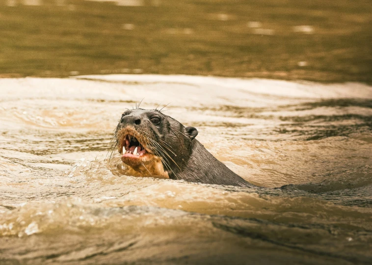 an animal in the water is taking a break