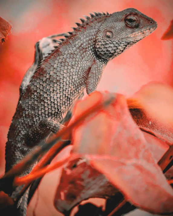 a pograph of a lizard in the sunlight