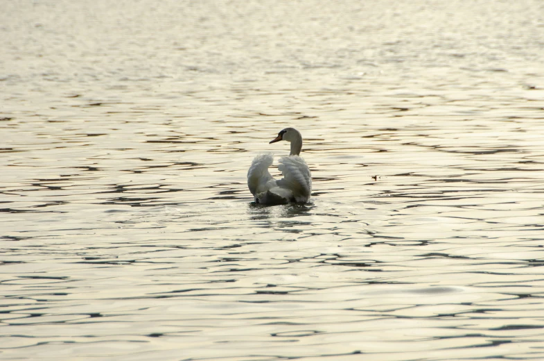 a duck that is swimming in the water