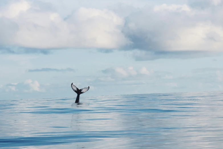 a large bird diving out of the ocean for fish