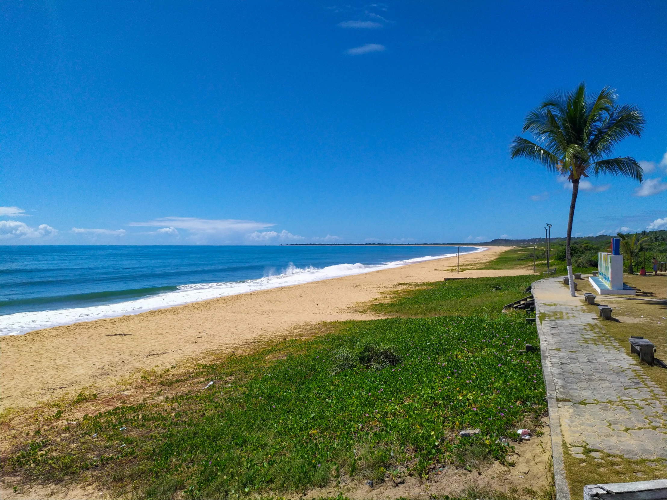 a bench is near the beach with a palm tree