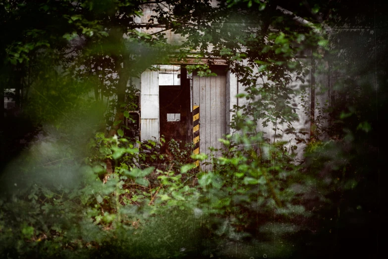 a broken doorway in an overgrown forest