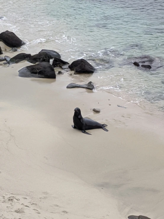 two black birds sitting on the sand and water