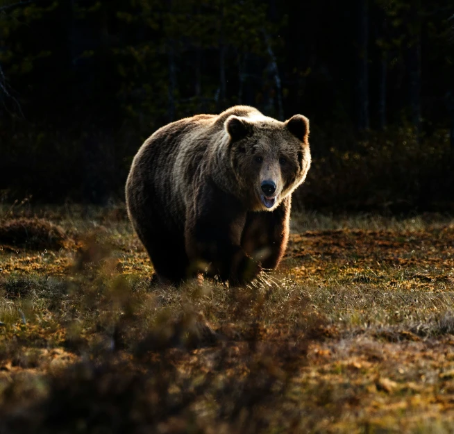 the grizzly bear is walking away from the camera