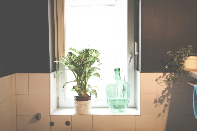 a house plant in front of a window in a kitchen