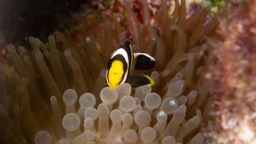 a clown fish that is swimming around on some coral