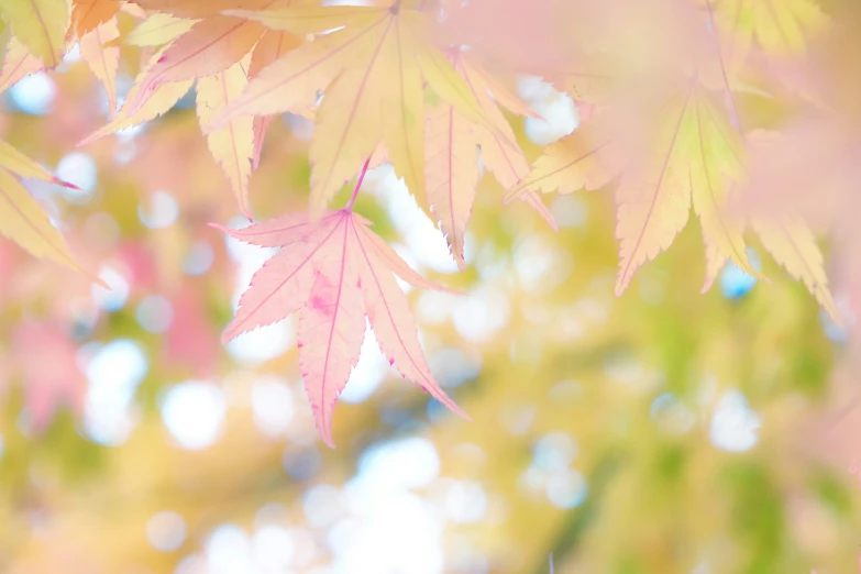 an image of the leaves of an asian maple tree
