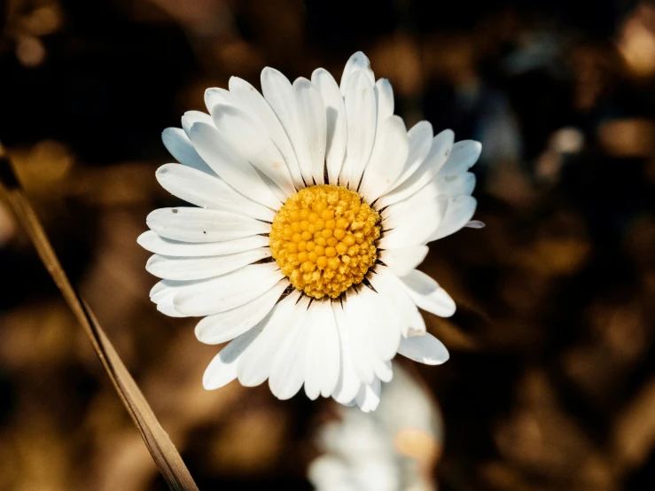 a white daisy with yellow center standing in grass