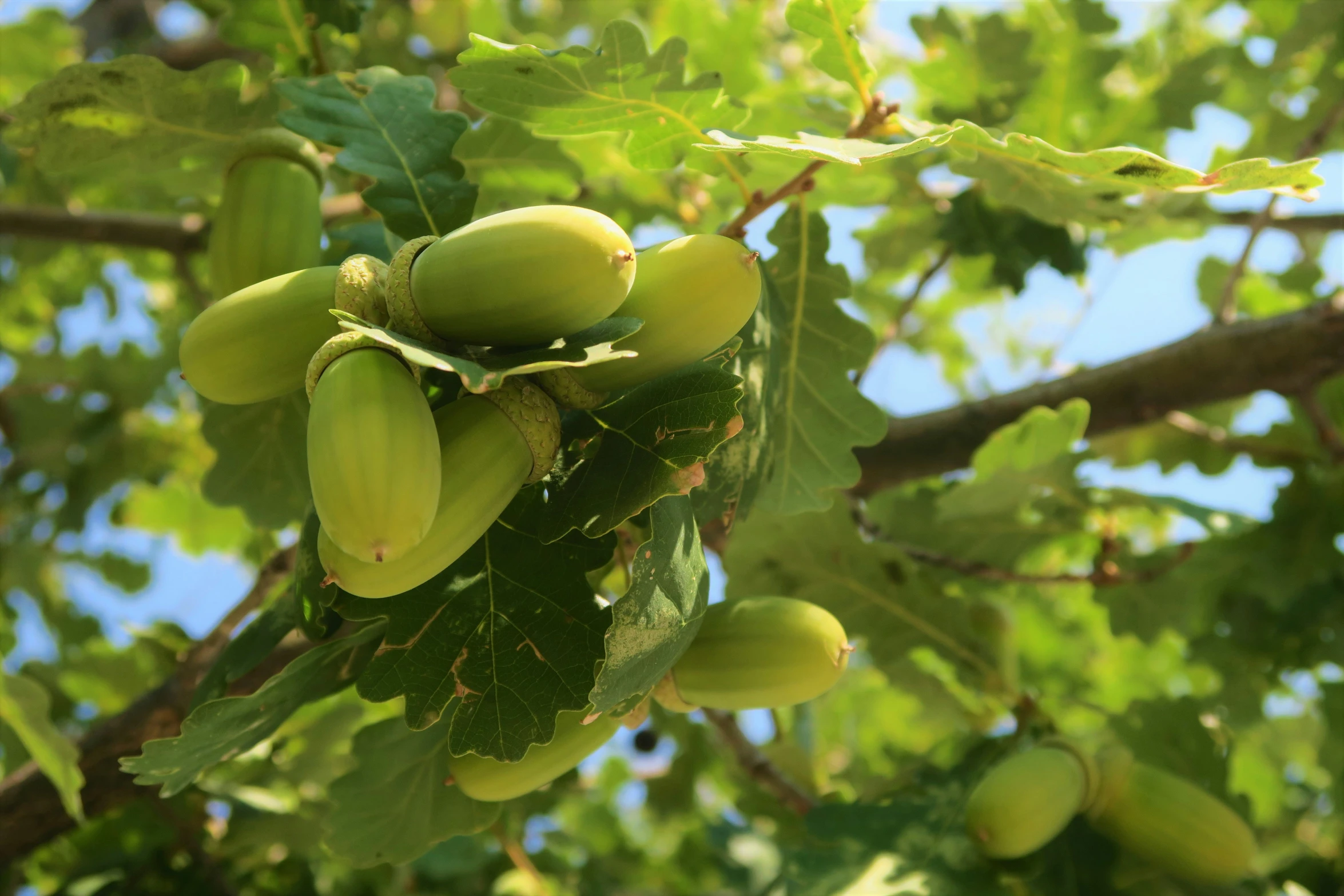 green fruits on a tree nch in the sunlight