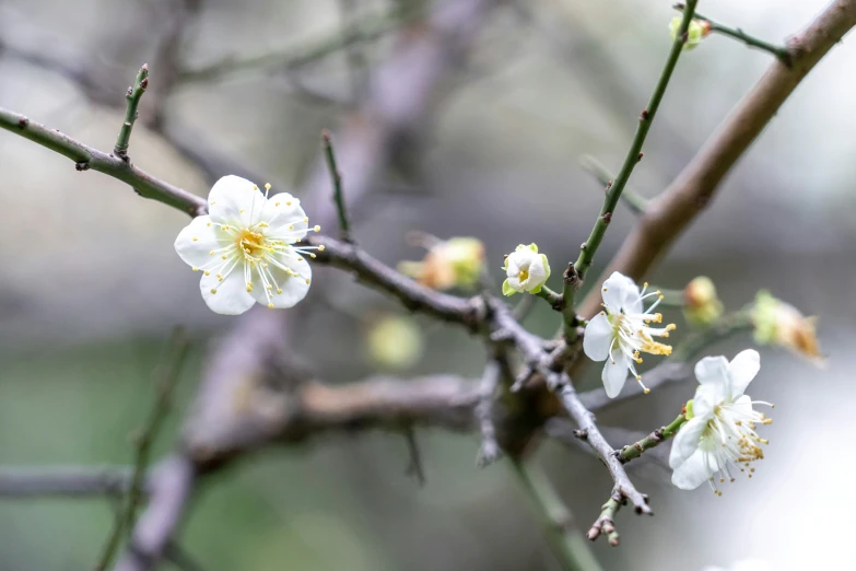 the buds on this tree are white and yellow