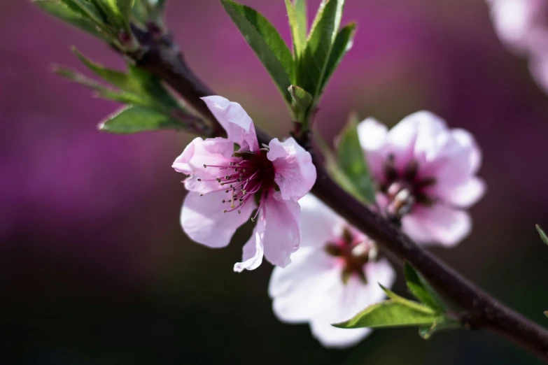 a pink flower that is blooming in the tree