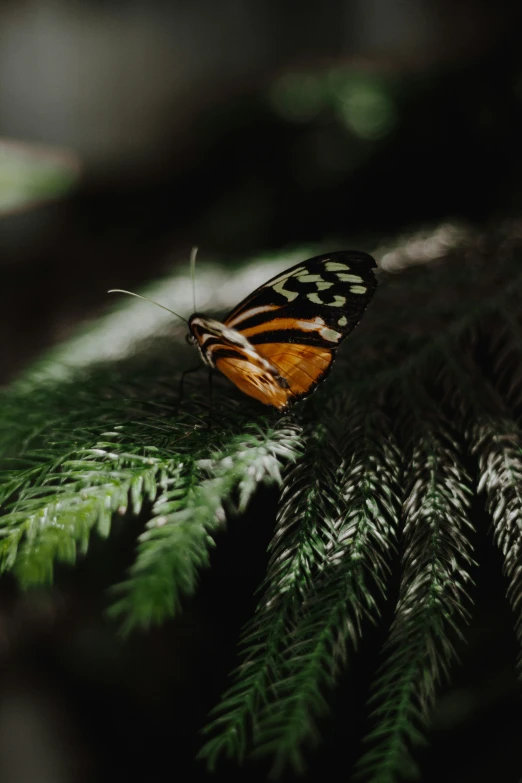 a close up image of a erfly on a plant