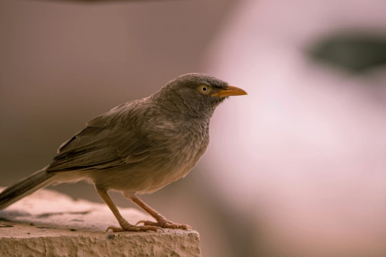 a small bird with bright yellow eyes on concrete ledge