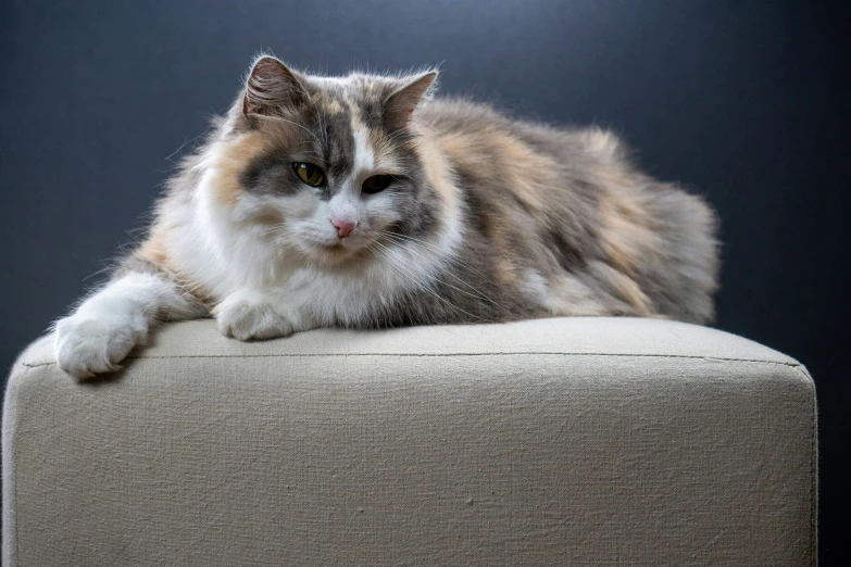 a fluffy cat is sitting on top of a couch