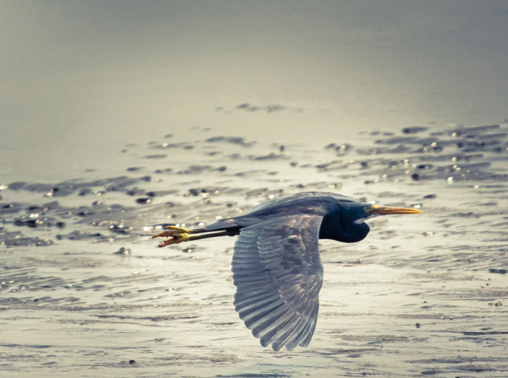 a bird that is flying through the air over the water