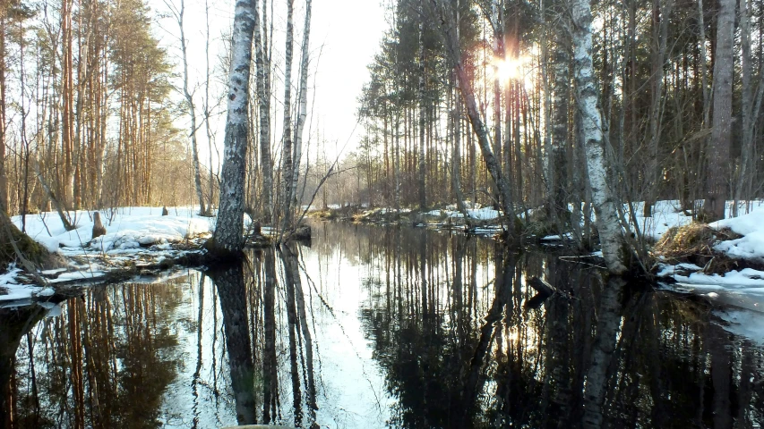 there is a river in the forest surrounded by snow